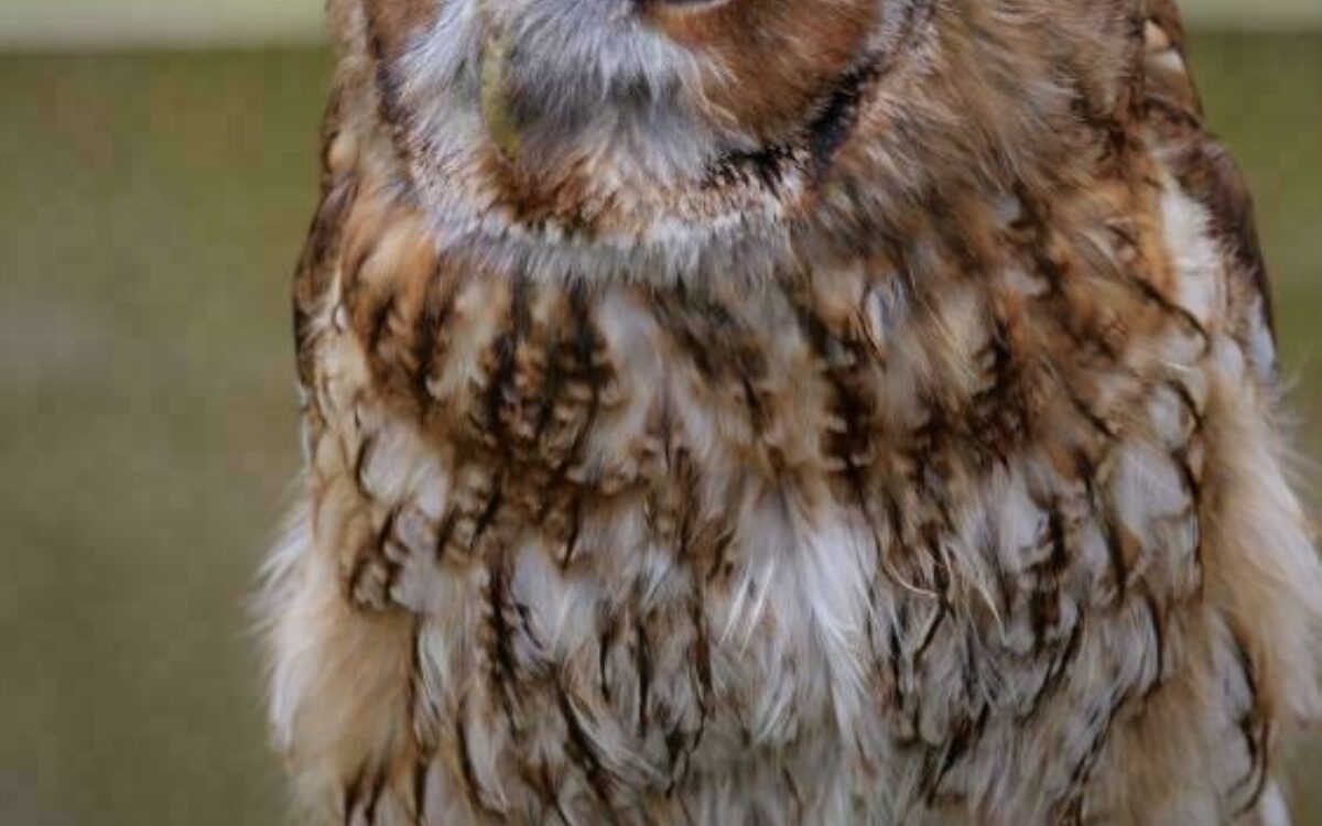 1611072910tawny owl 3321819 1920 1611072910tawny owl 3321819 1920